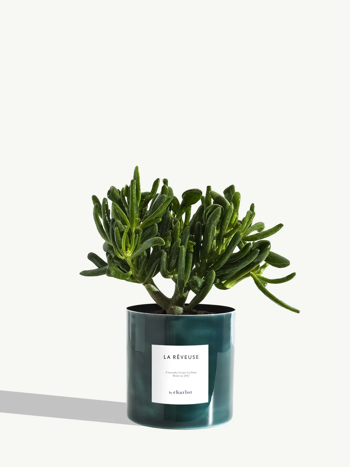 By Charlot La Rêveuse plante d'intérieur standard