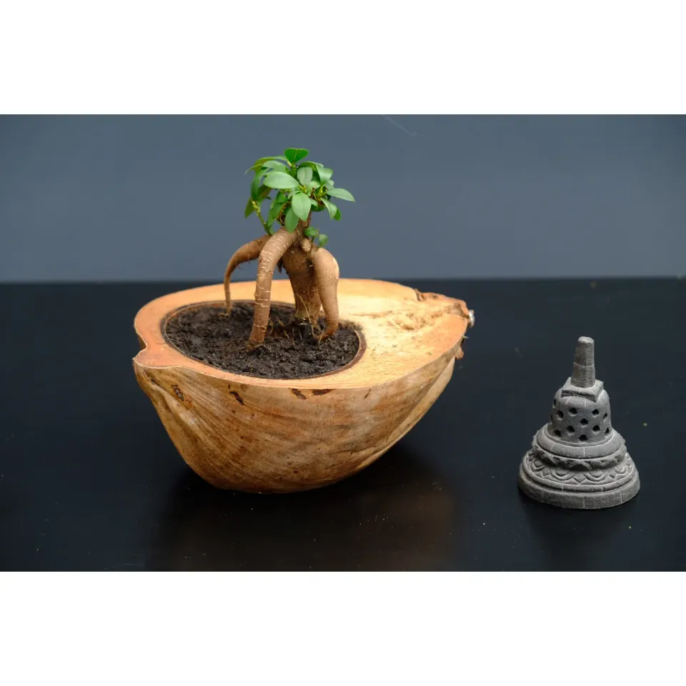 Oh My Green Ficus Ginseng kokedama coco lumineux