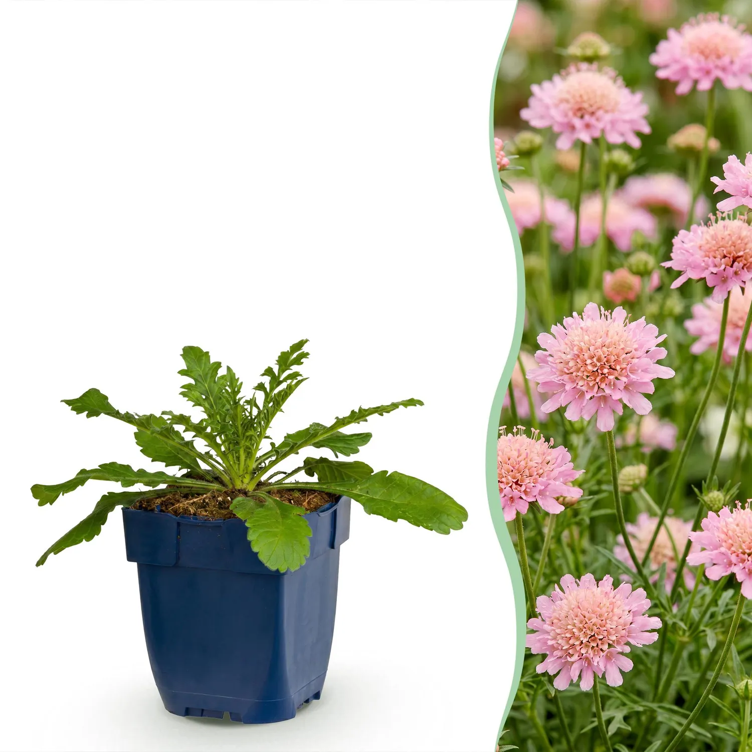 Plant and Stories Pink Mist scabieuse vivace 1 plant rose