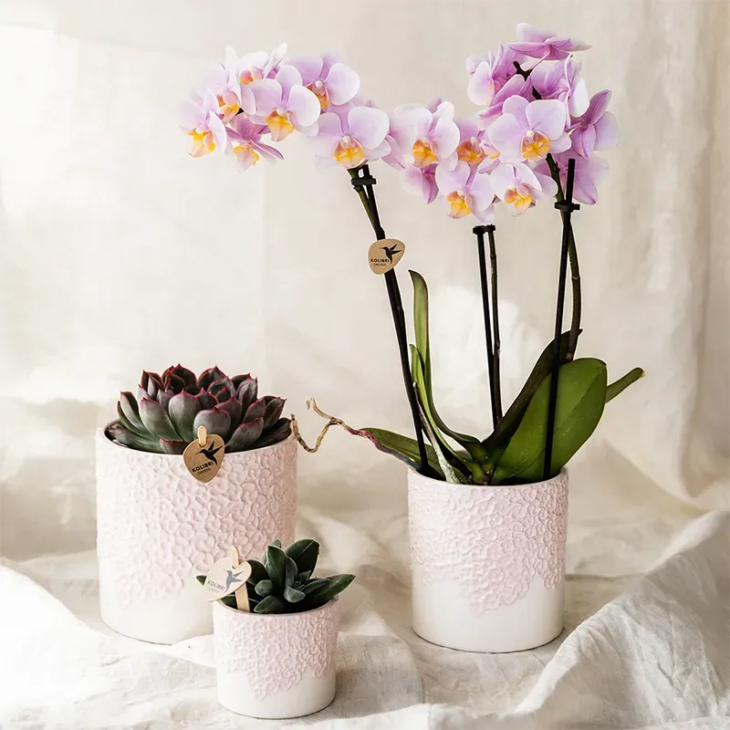 Plant and Stories lot 3 cache-pots céramique rose 6-12cm