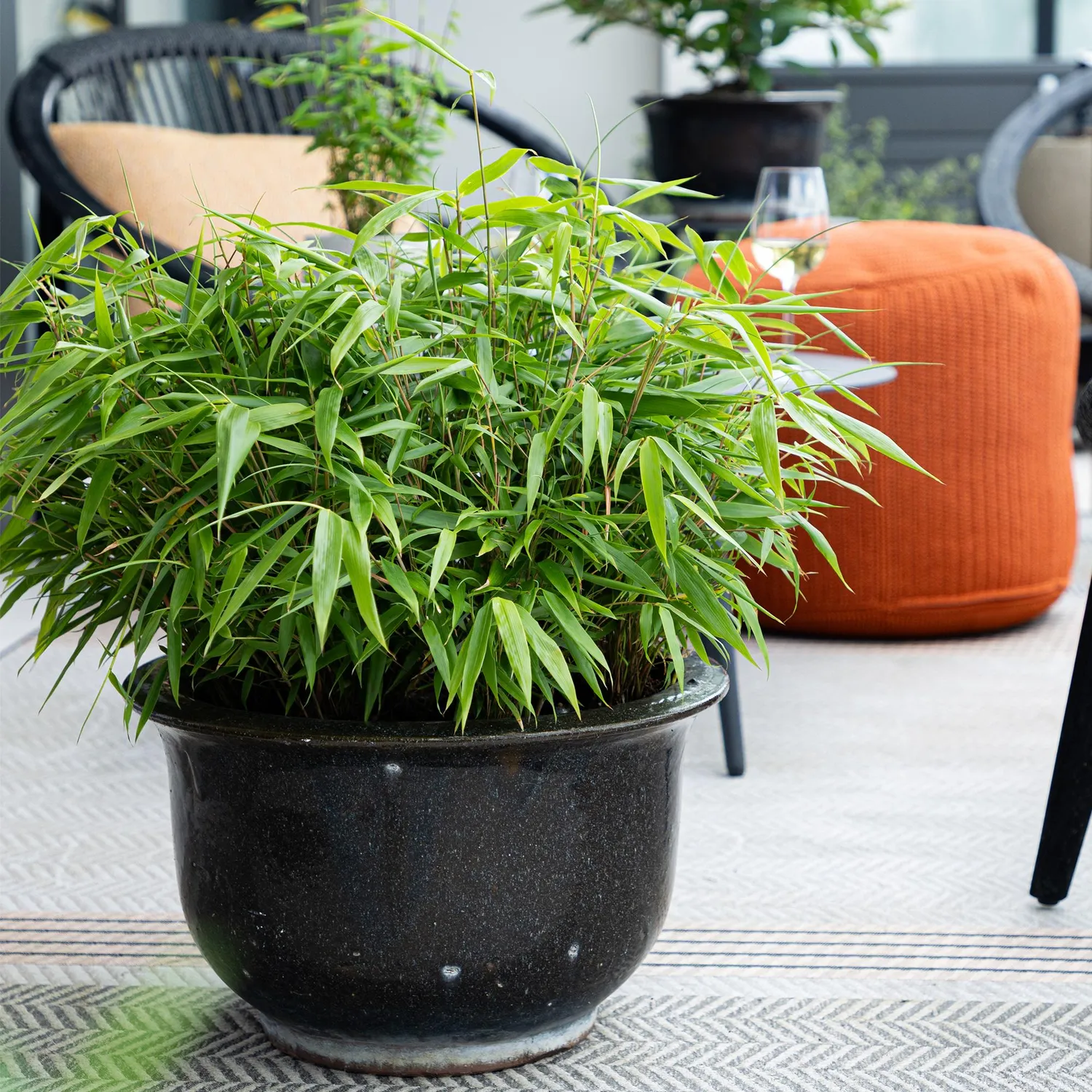 Plant and Stories Bambou Fargesia Rufa brise-vue 2 plants pot 14cm