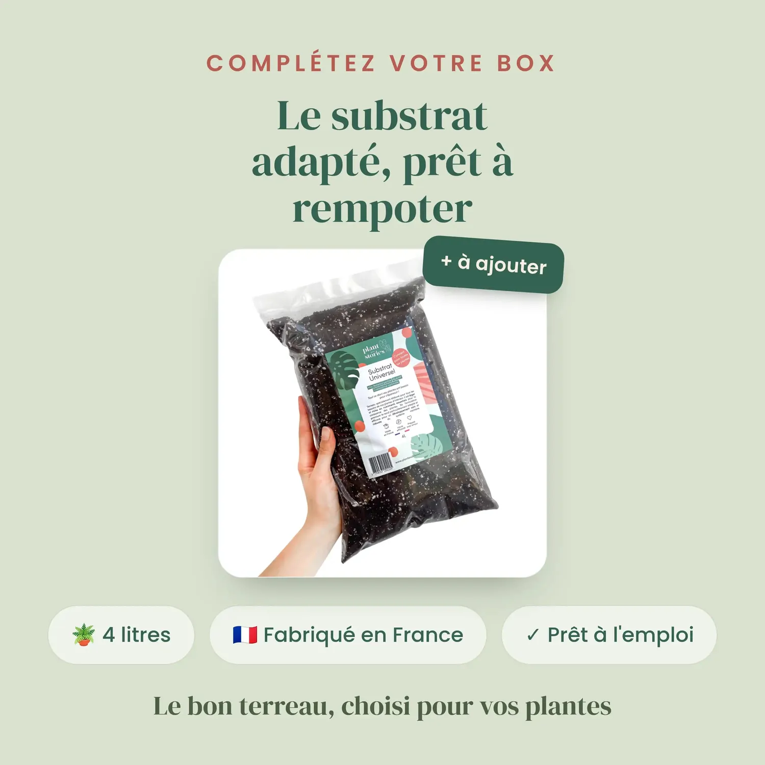 PLANT AND STORIES Syngonium Mystère plante intérieur 3 plantes