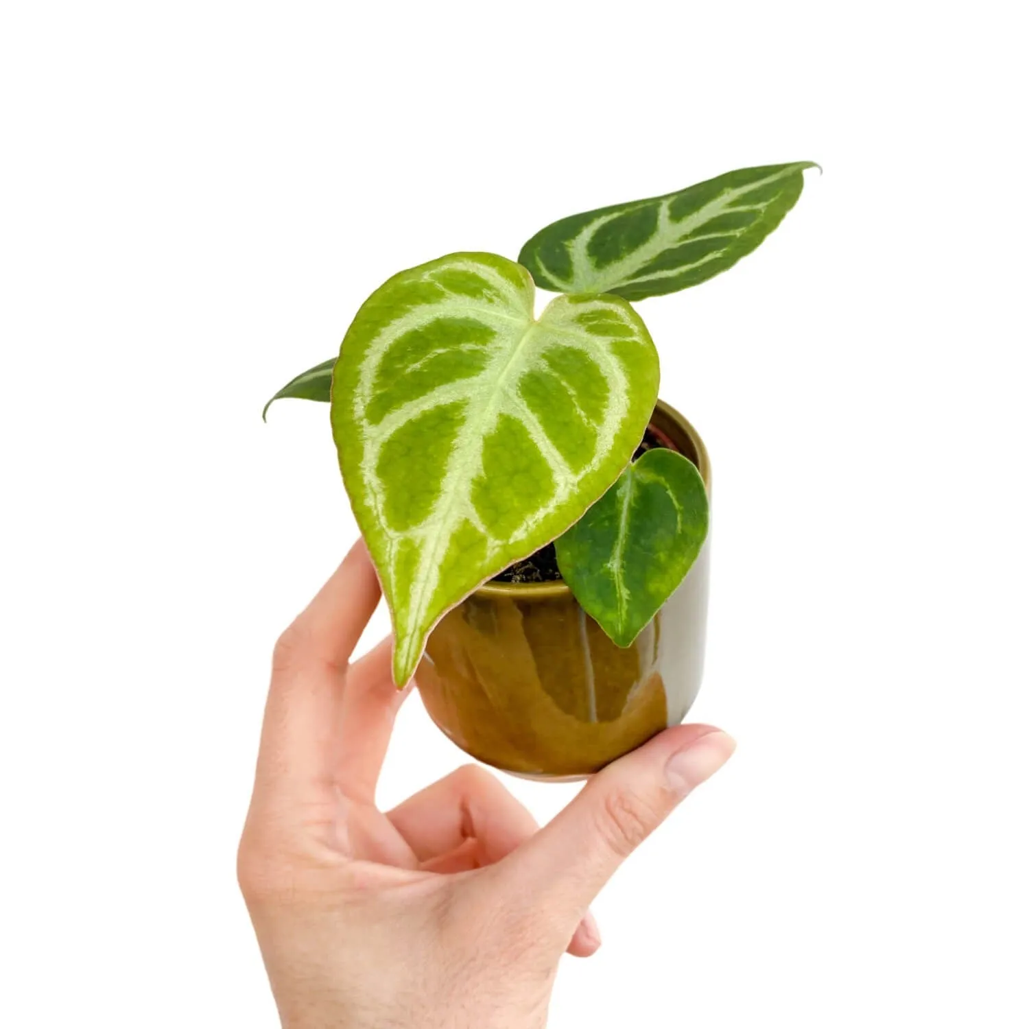 Plant and Stories Silver Blush anthurium pot 6 cm nacré