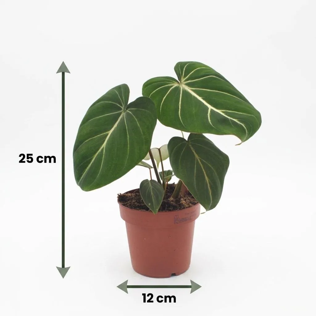 Plant and Stories Philodendron Gloriosum plante pot 12 cm