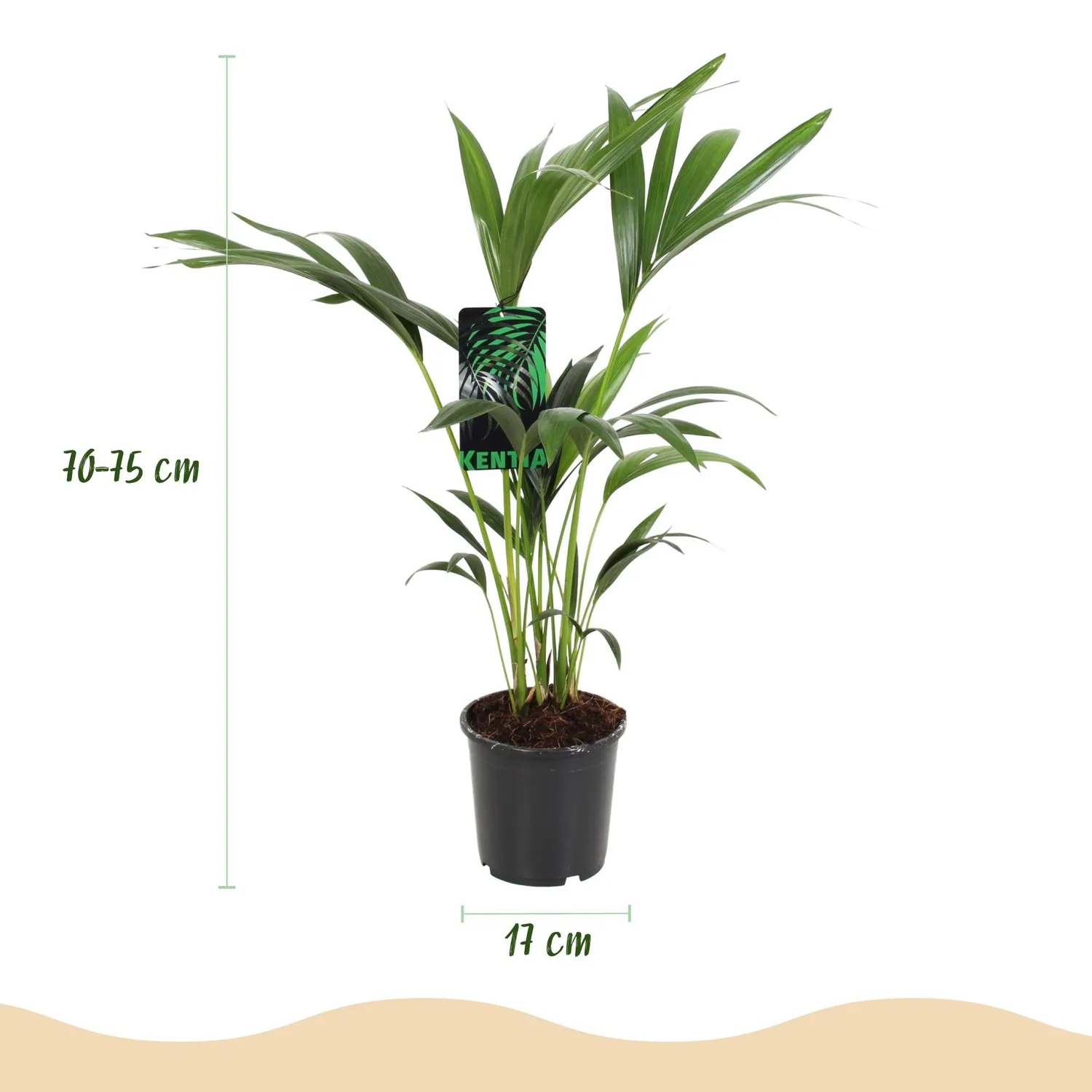 Plant and Stories Howea Forsteriana palmier pot 17 cm 70 cm Kentia