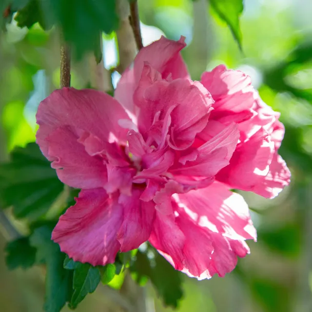 Plant and Stories Hibiscus Magenta Chiffon arbuste pot 19 cm