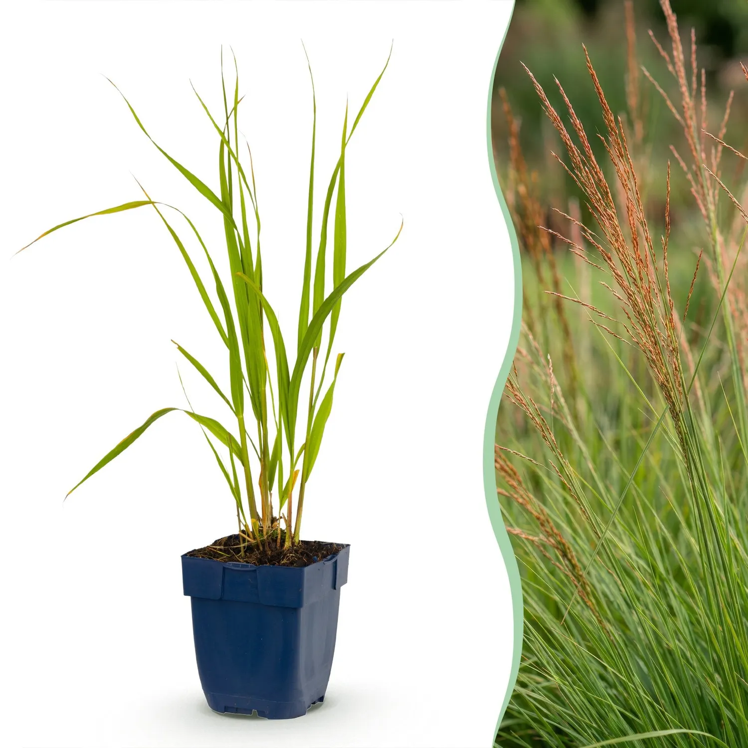 Plant and Stories Molinia Heidebraut graminée pot 11 cm lot 6 plants