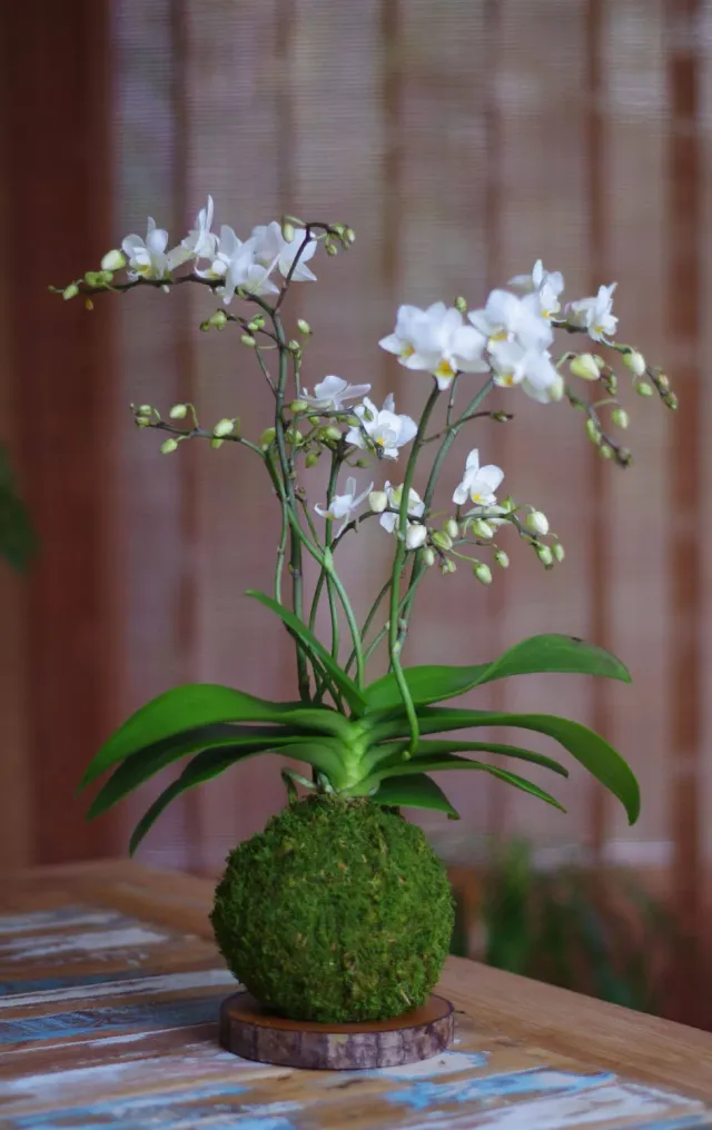 AQUAPHYTE Orchidée Wild San kokedama phalaenopsis