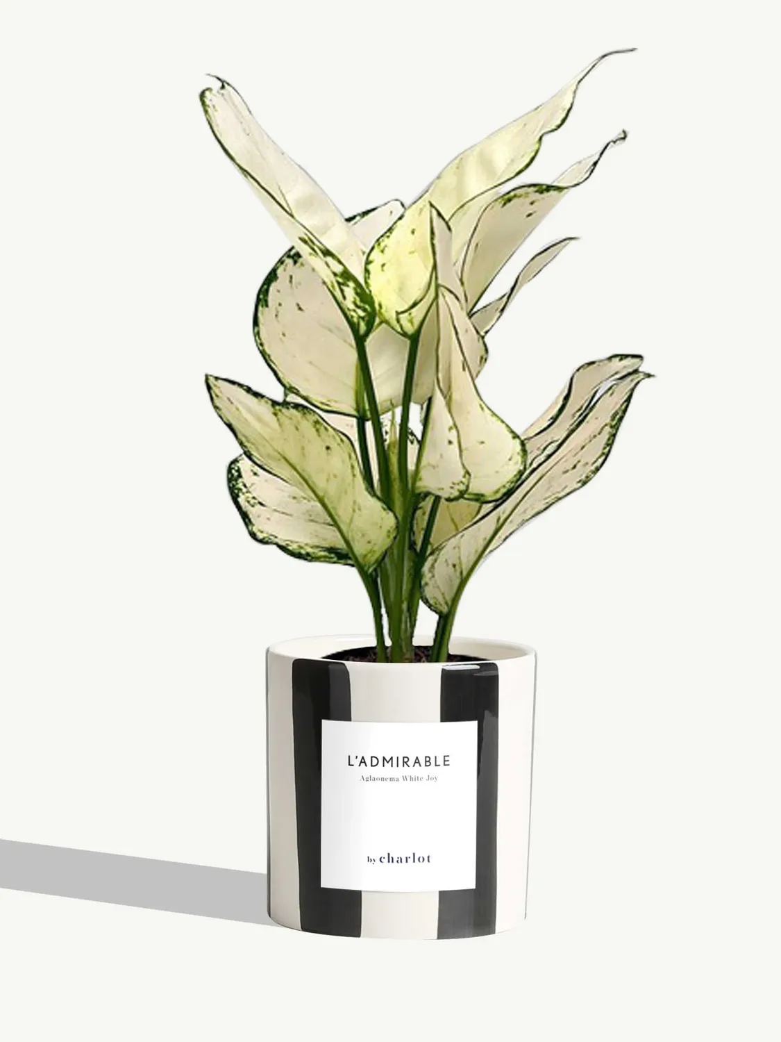By Charlot L'Admirable Aglaonema White Joy 30-35 cm pot S