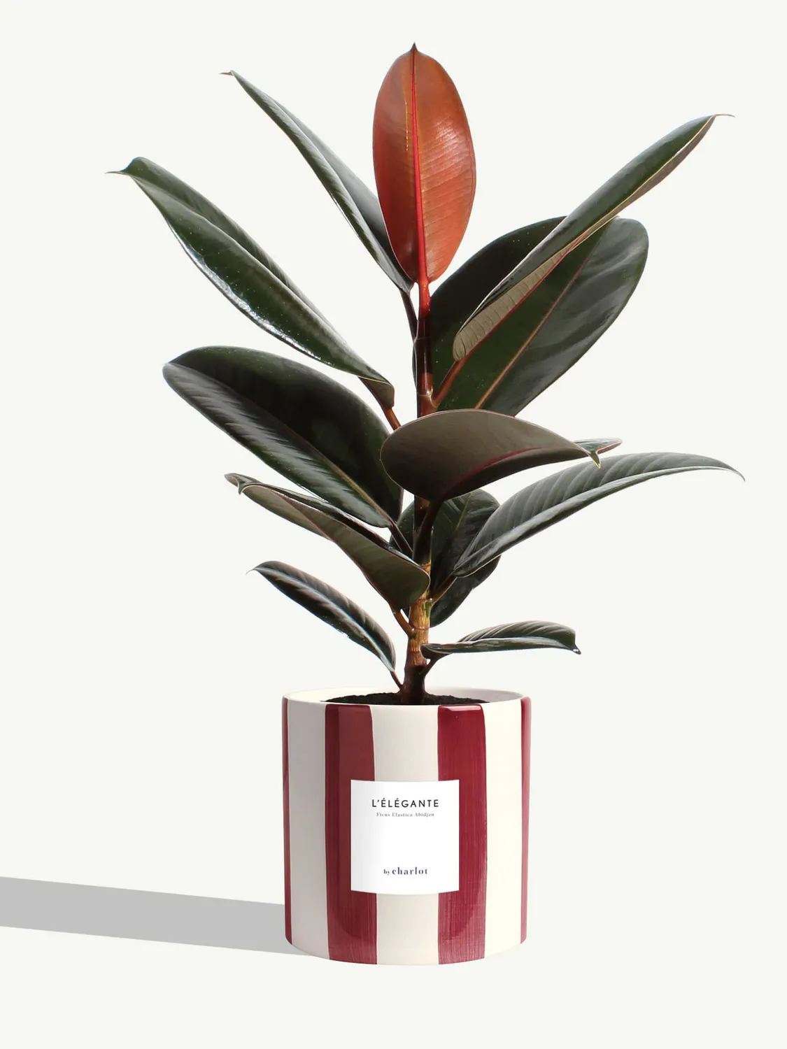 By Charlot L'Élégante plante pot M ficus abidjan