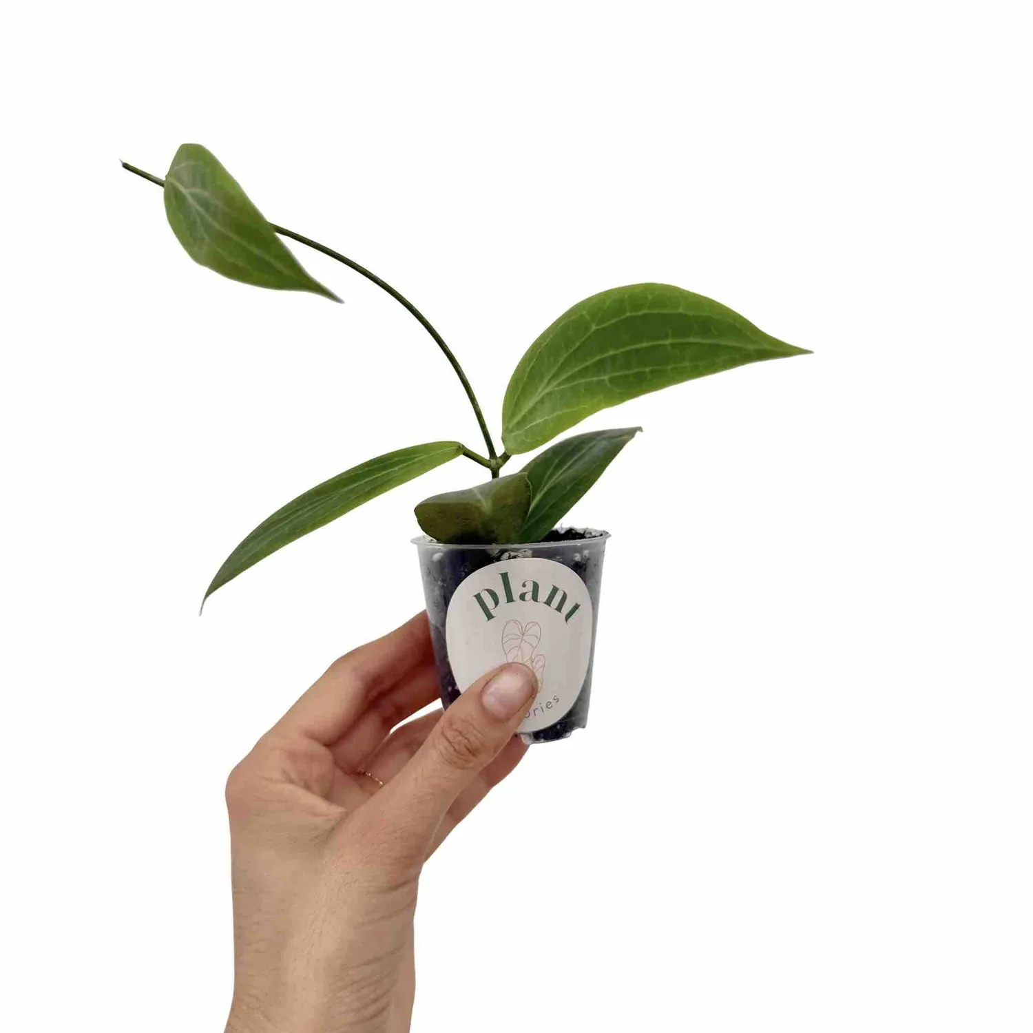 Plant and Stories Hoya Soligamiana plante d'intérieur pot 6 cm veloutée
