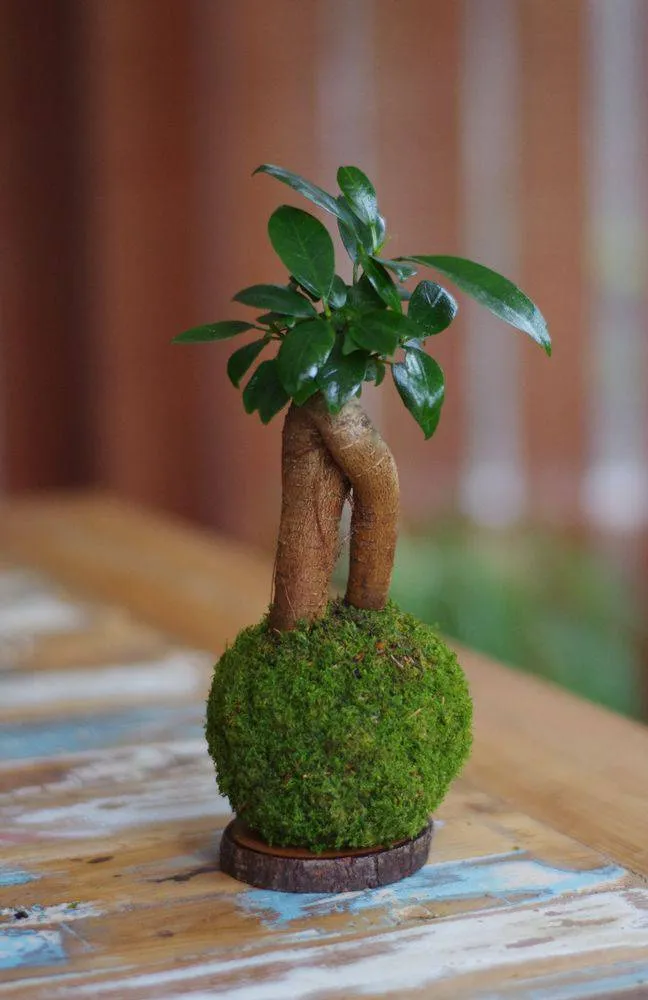Aquaphyte Kokedama Loropéni ficus ginseng bonsaï