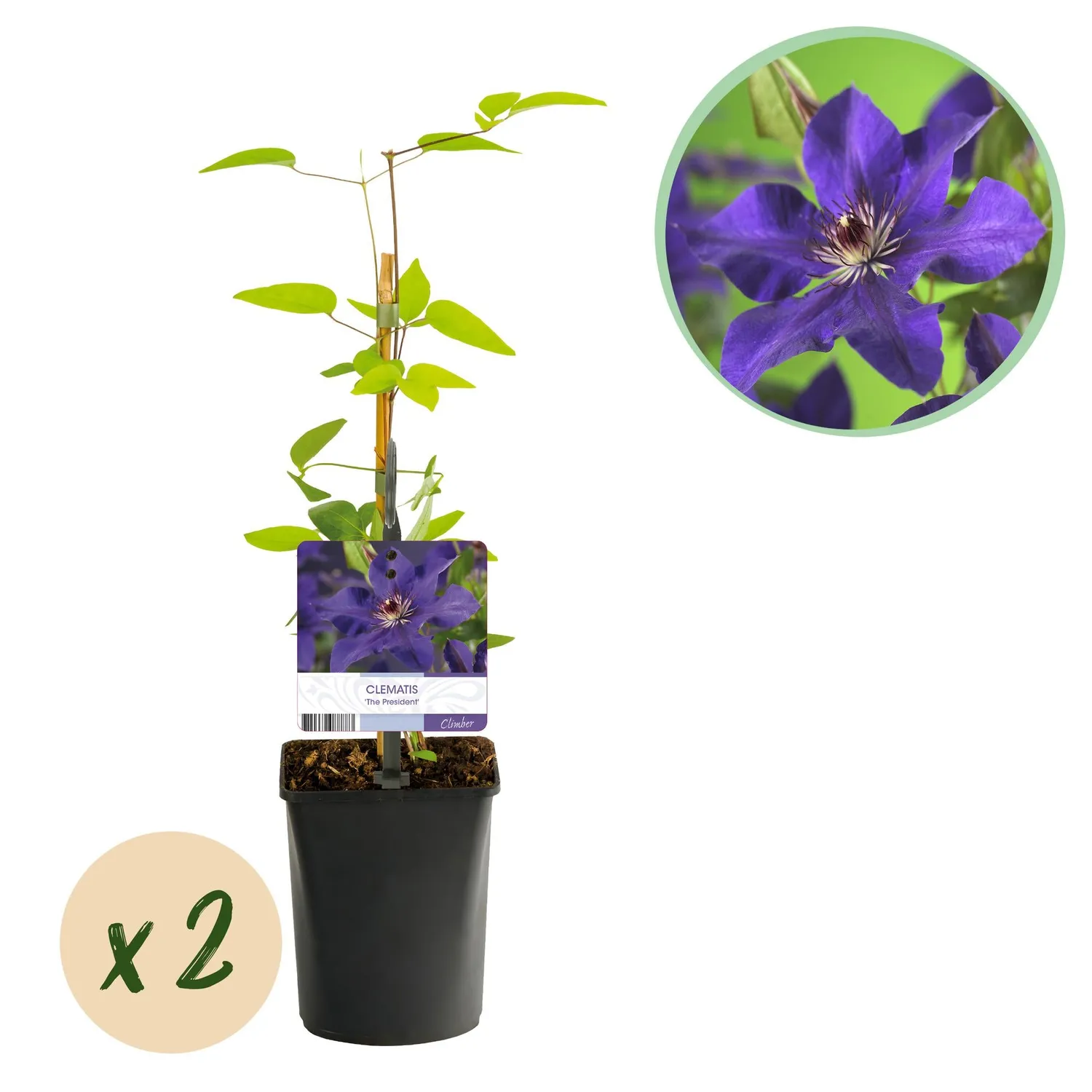 Plant and Stories Clématite The President grimpante violette 2pl