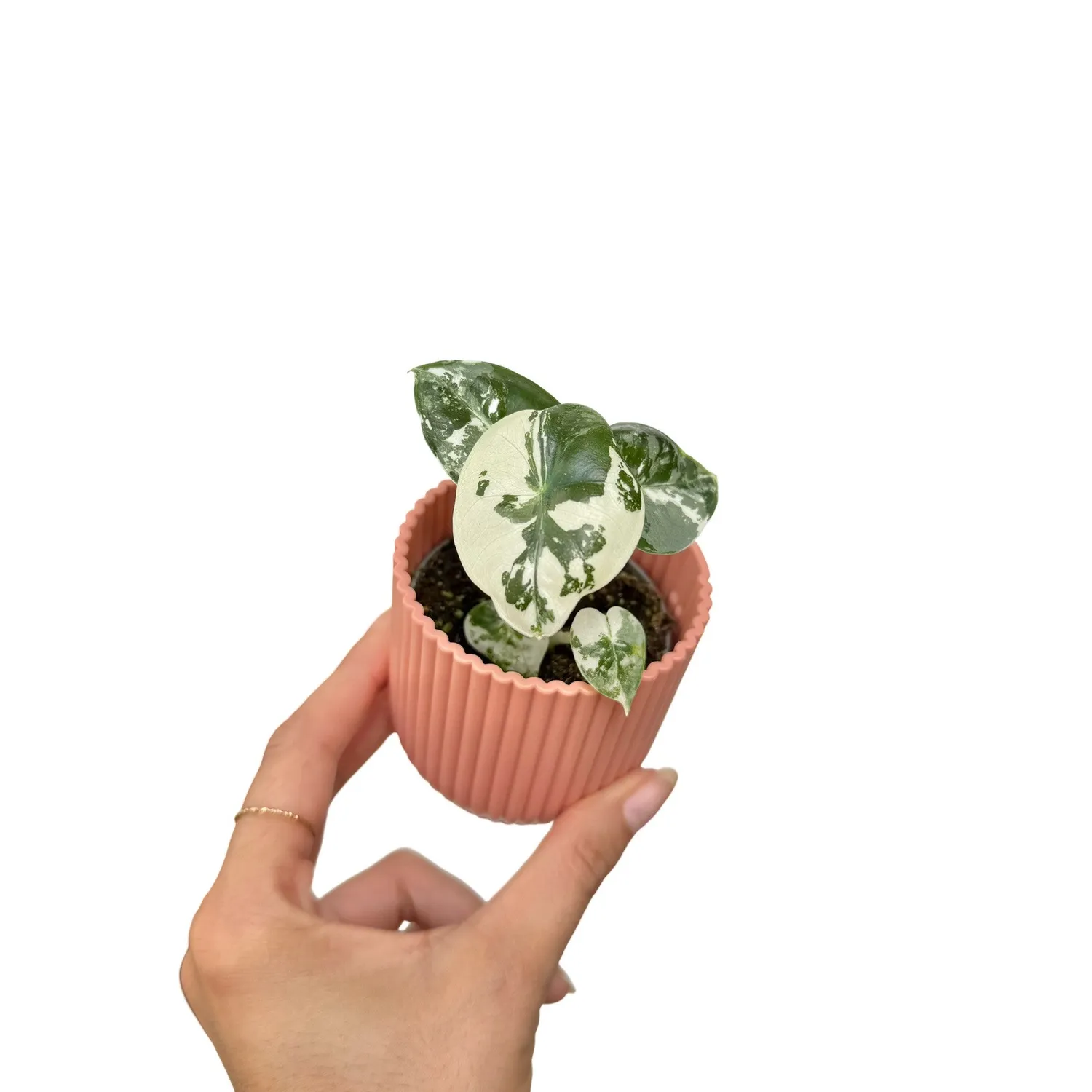 Plant and Stories Alocasia Frydek Variegata plante pot 6 cm panachée