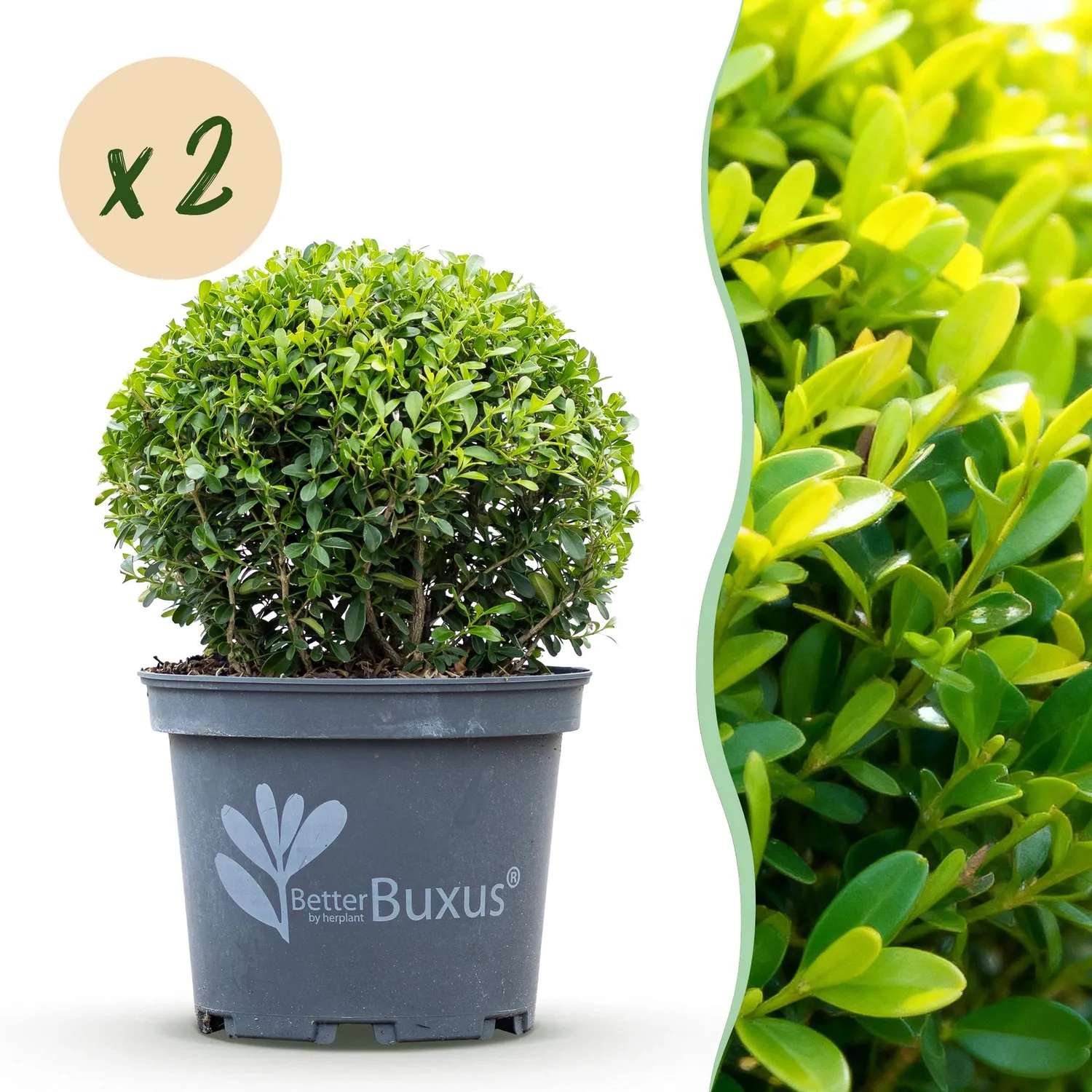 Plant and Stories Buis Skylight arbuste pot 23cm hauteur 25cm