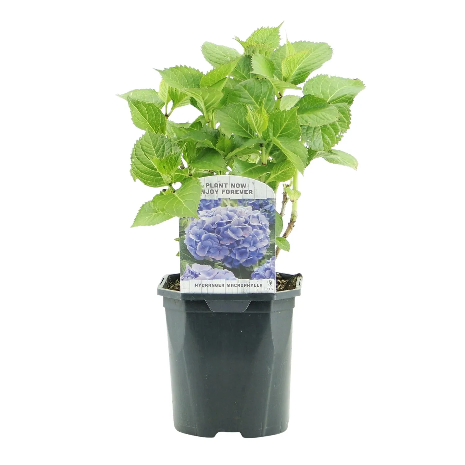 Plant and Stories Hortensia Blue hortensia pot 17 cm bleu