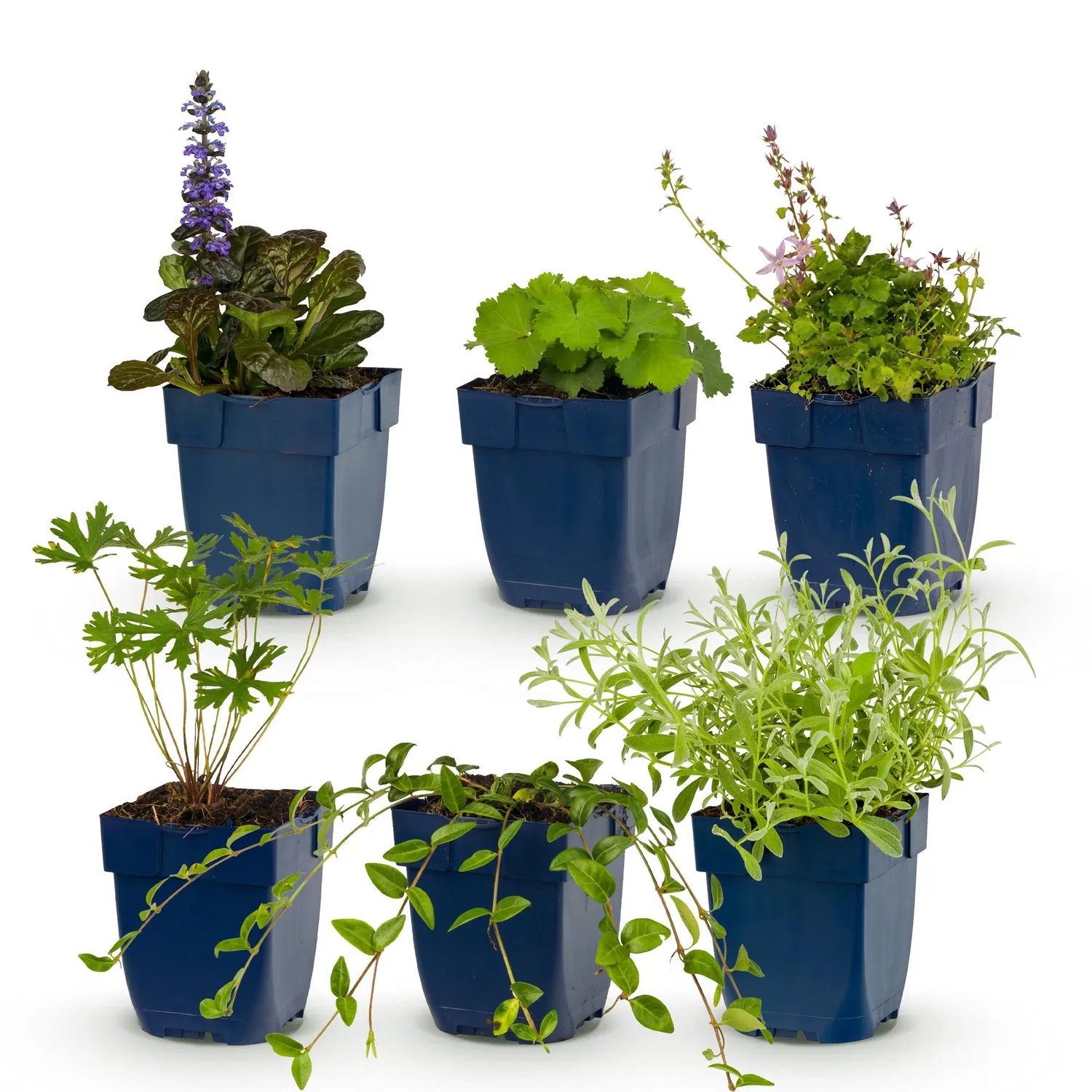 Plant and Stories Pack vivaces couvre-sol massif pot 11 cm lot 6
