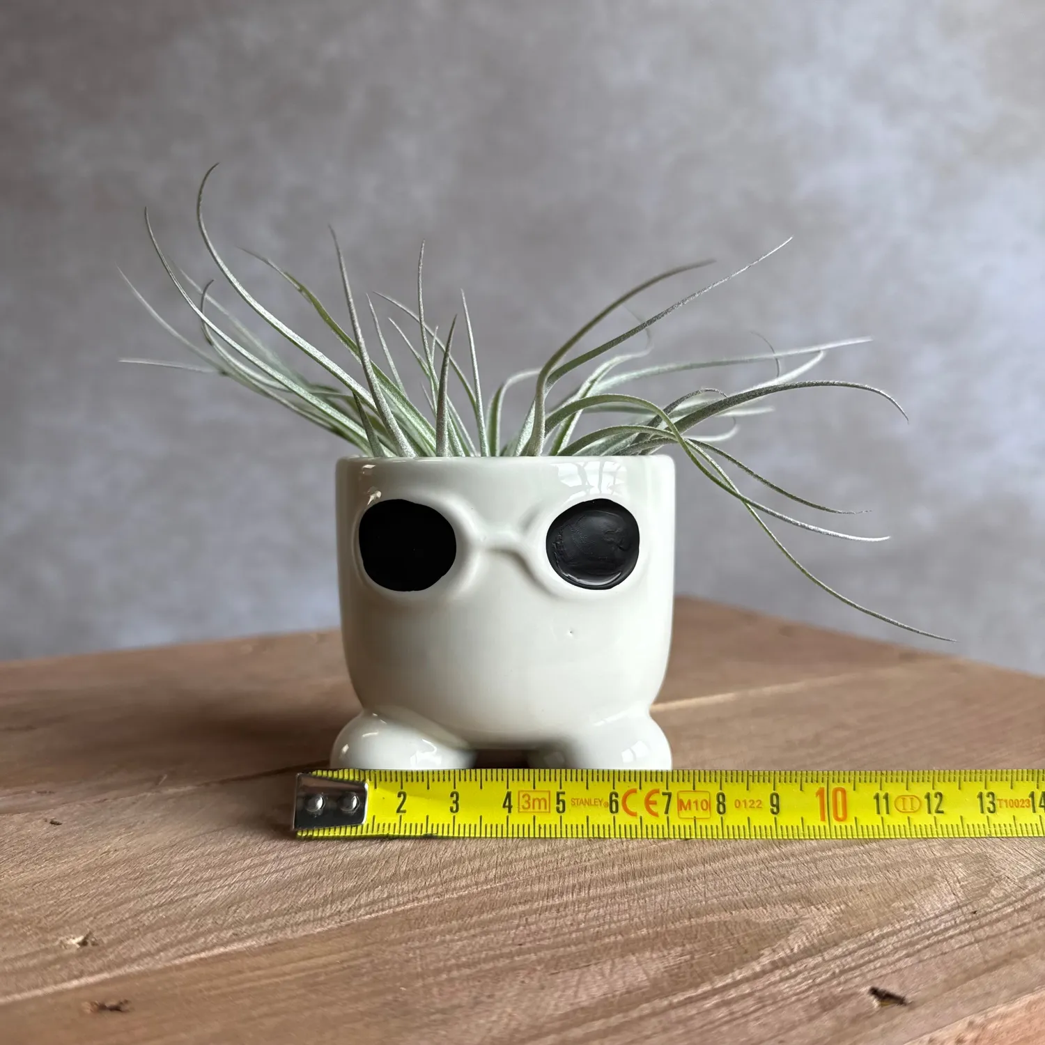 Airplantshop Mister Sunglasses pot blanc tillandsia 7cm