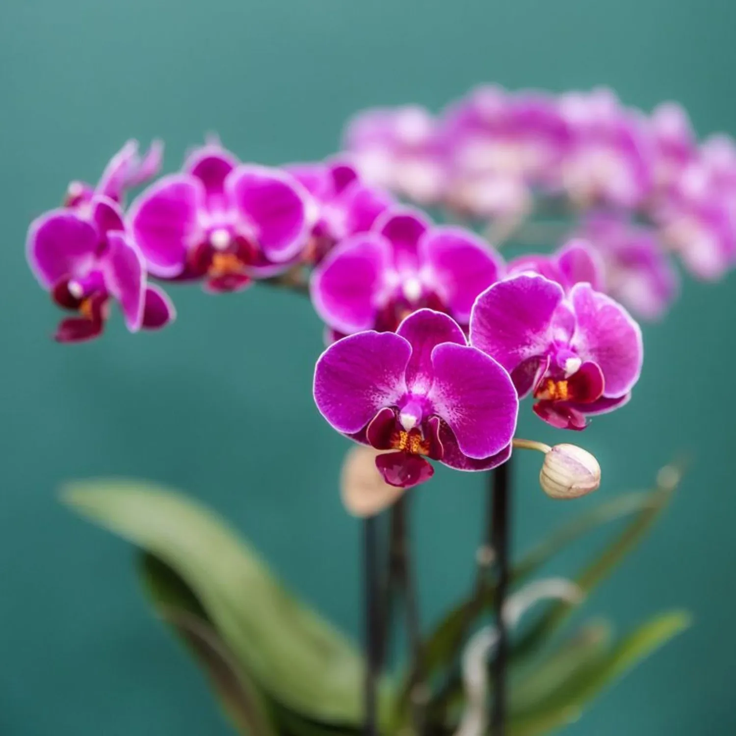 Plant and Stories Phalaenopsis Morelia orchidée violette pot 9 cm