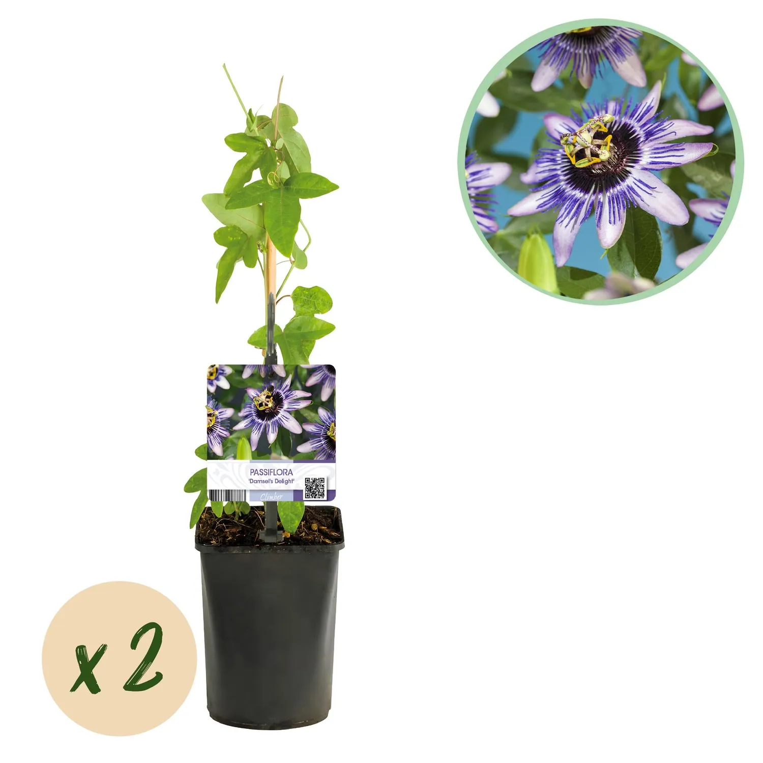 Plant and Stories Damsels Delight passiflore pot 11 cm lot 2