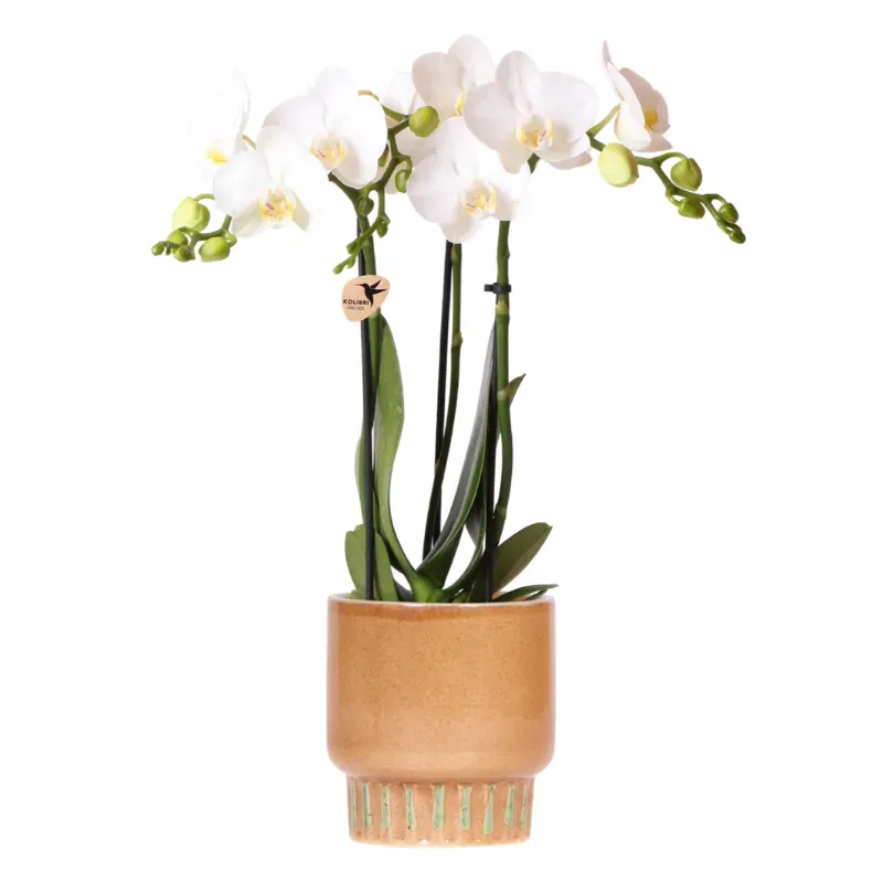Plant and Stories Phalaenopsis blanche orchidée pot 9 cm blanc