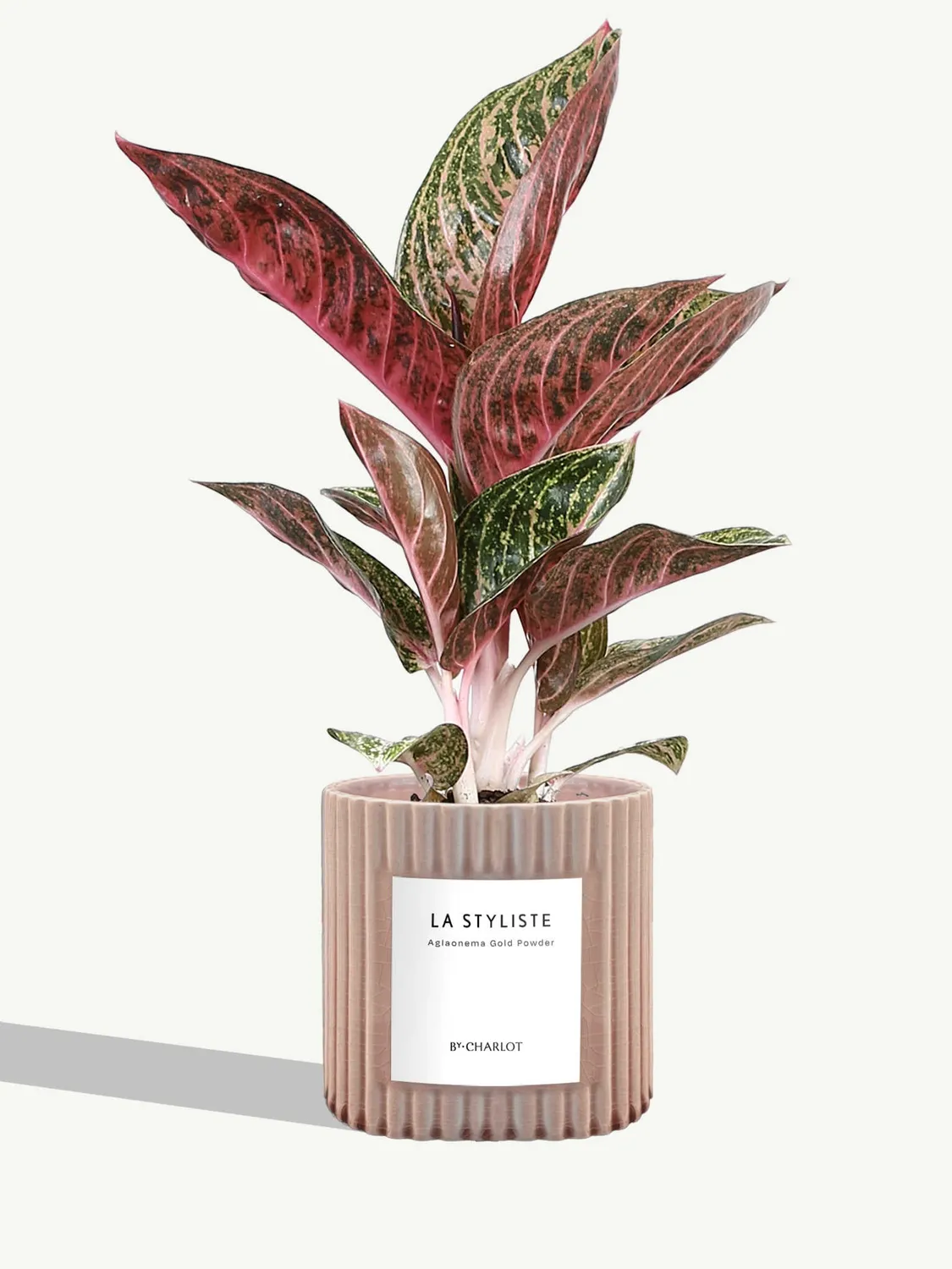 By Charlot La Styliste plante verte facile d'entretien