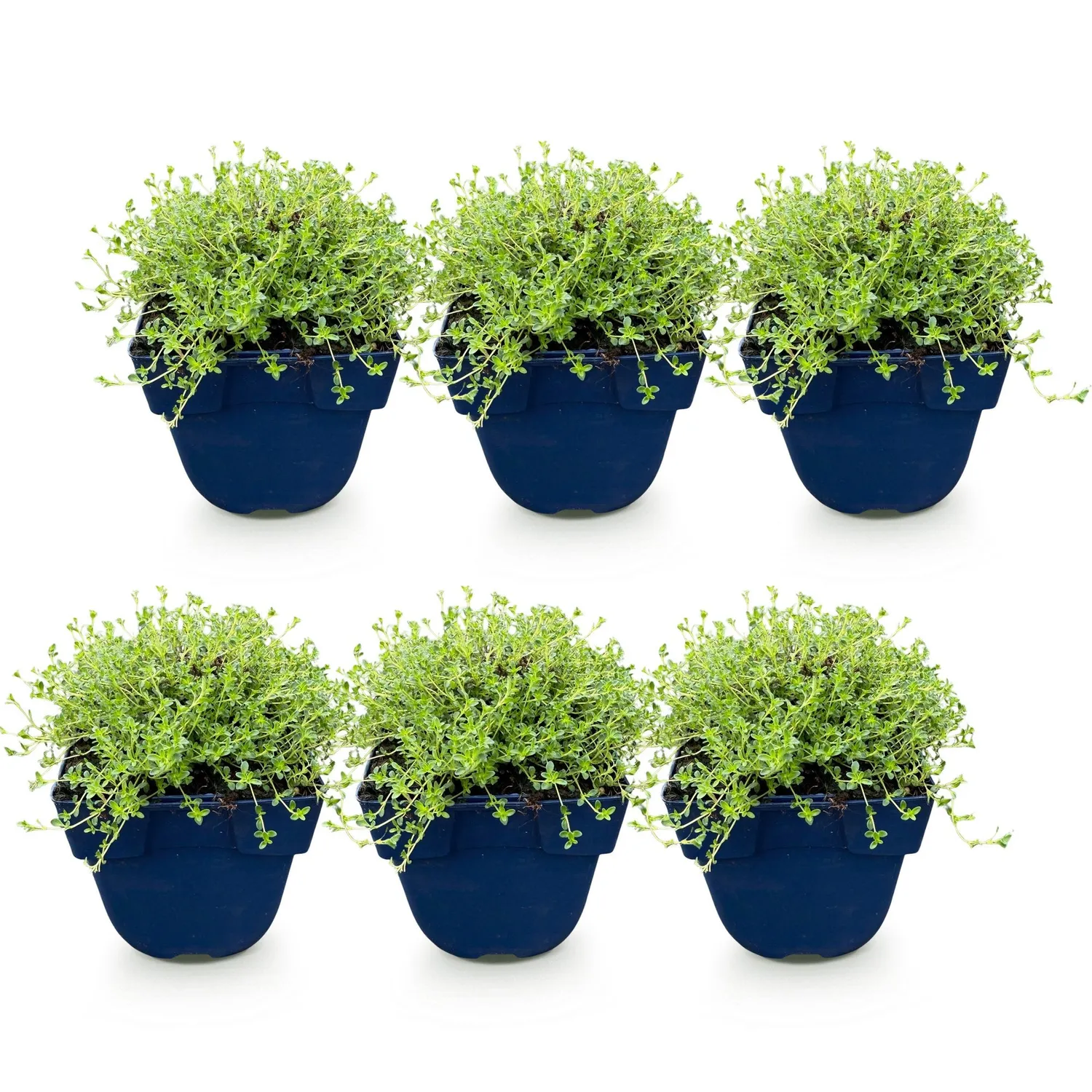 Plant and Stories Albiflorus thym 1 plant pot 11 cm vivace