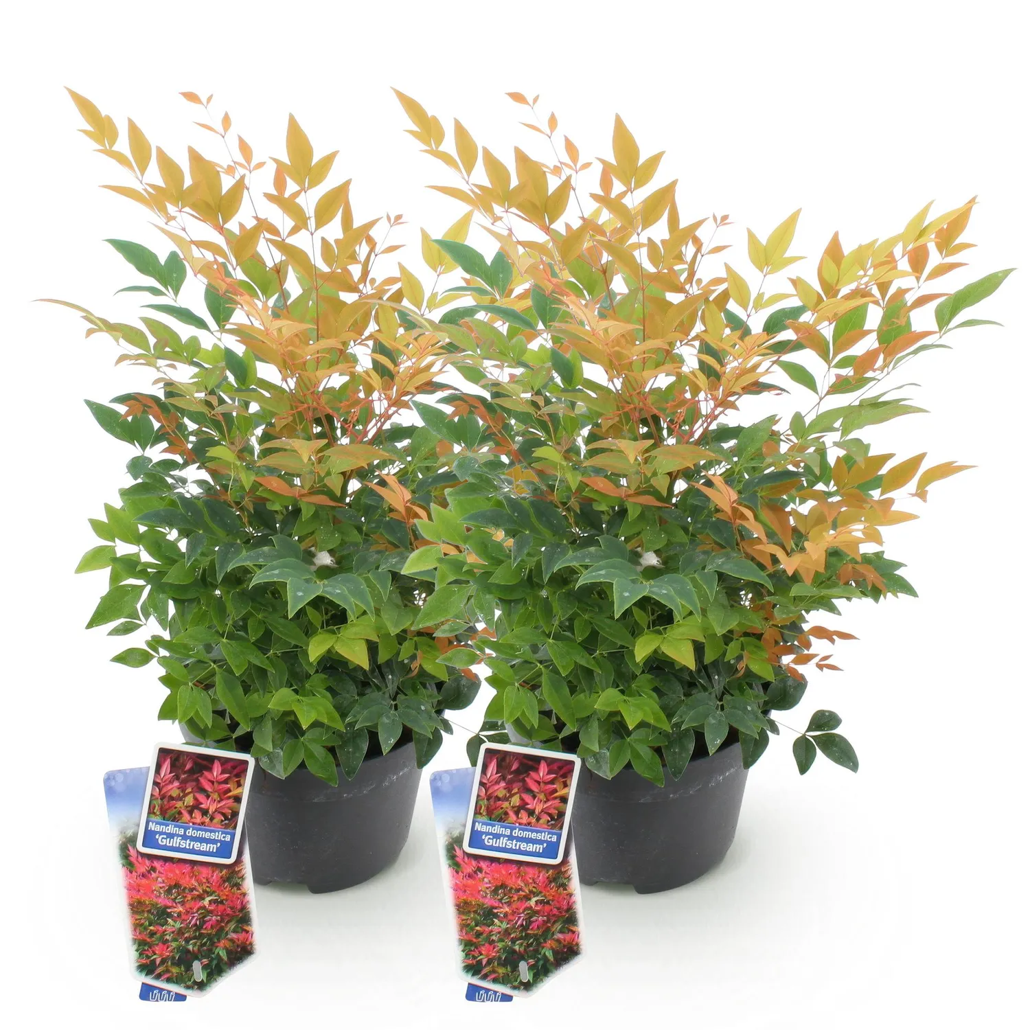Plant and Stories Gulf Stream bambou sacré arbuste pot 17 cm