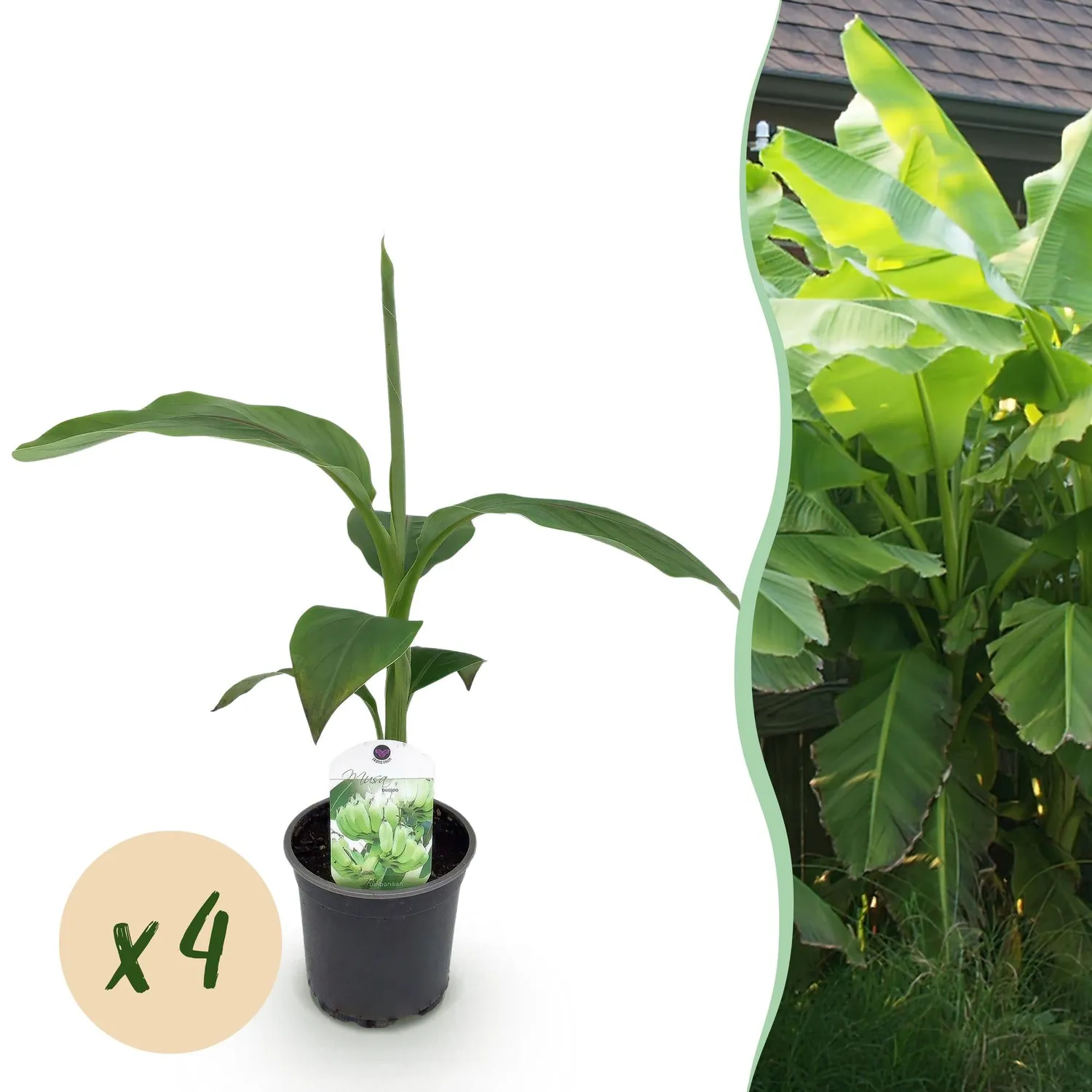 PLANT AND STORIES Bananier rustique Musa basjoo plante pot 12 cm 2 plants rustique
