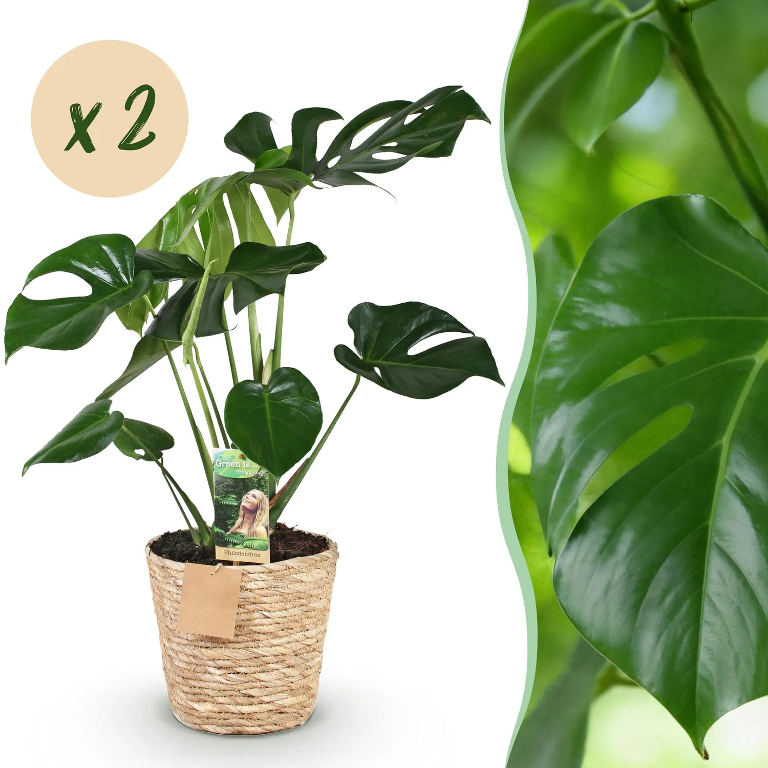 Plant and Stories Monstera Deliciosa Plante Trous Lot 2 Pot 17cm