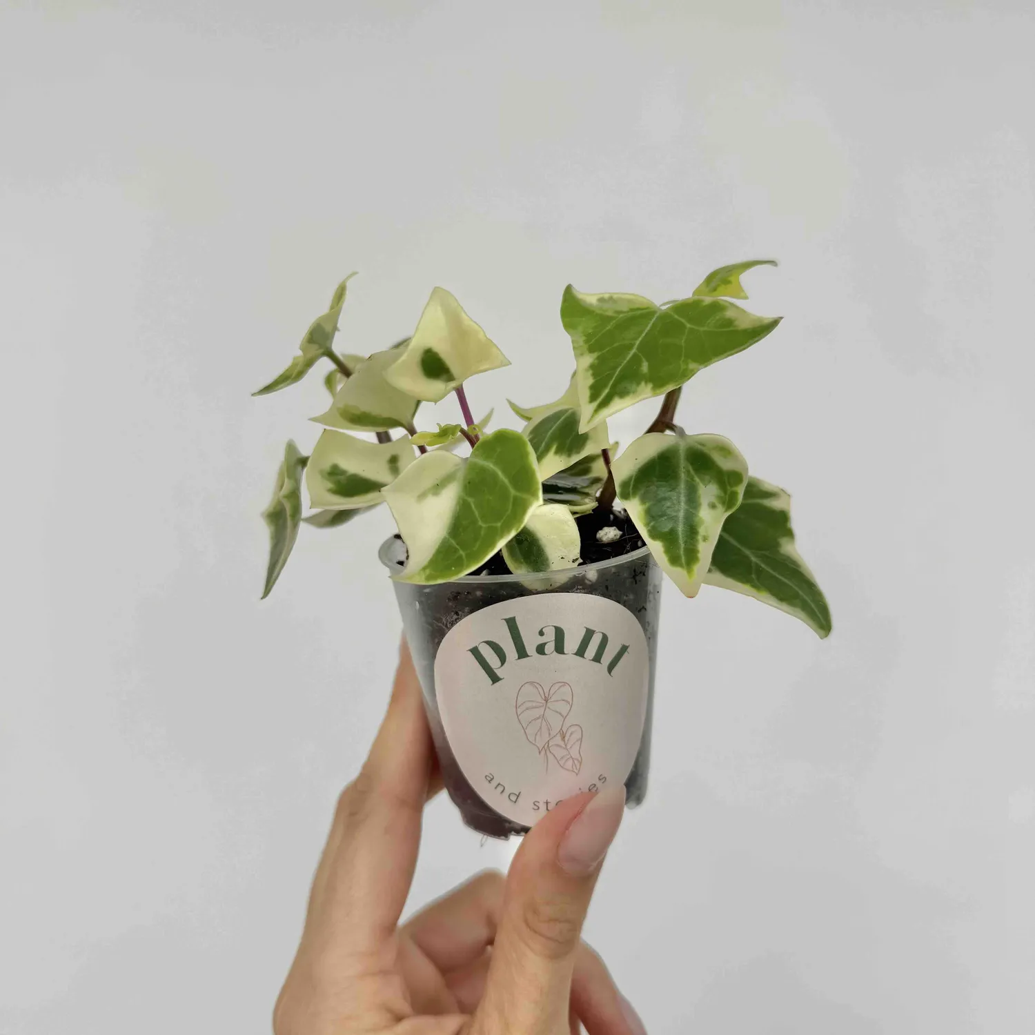 Senecio Macroglossus Variegatus succulente pot 6 cm dorée