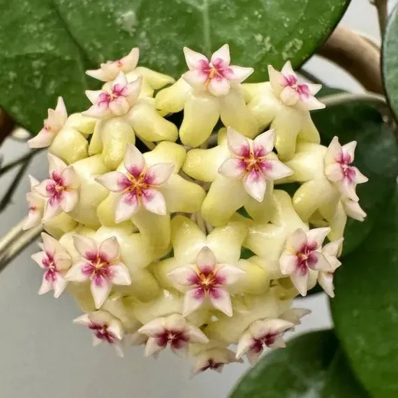 Plant and Stories Hoya Verticillata Lampung plante pot 10 cm veloutée