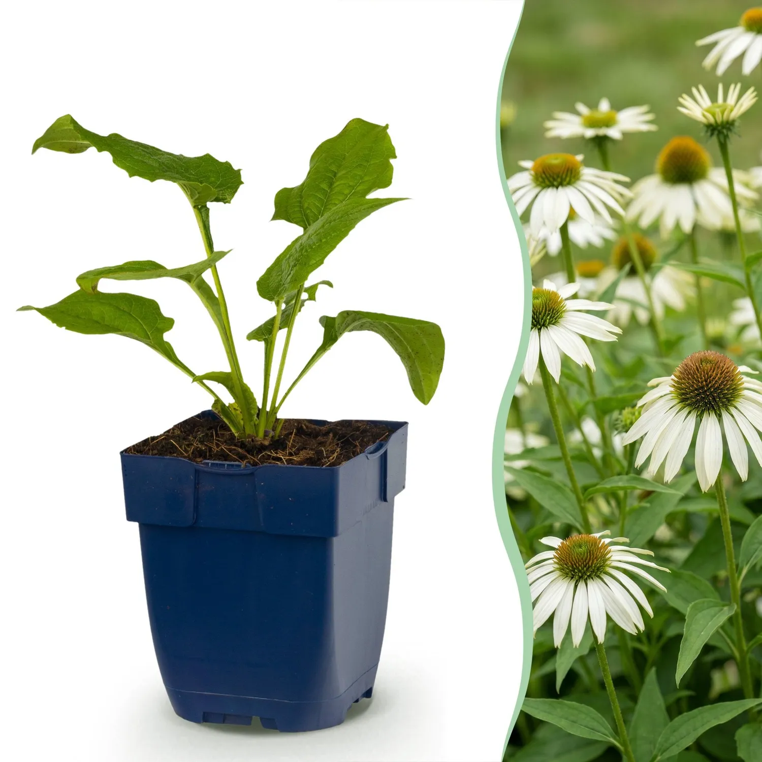 Plant and Stories échinacée Alba vivace 6 plants blanc
