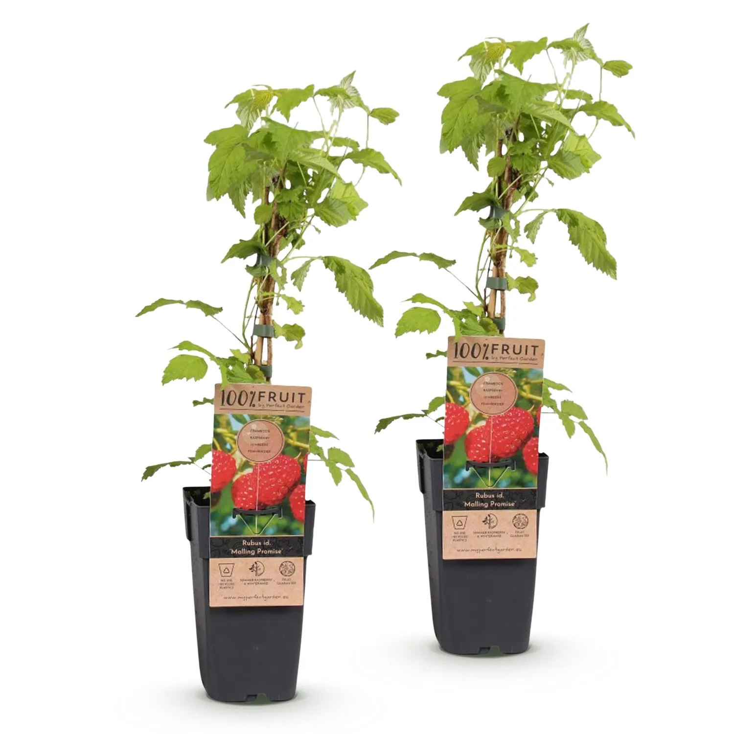 Plant and Stories Malling Promise framboisier lot 2 pot 15 cm rustique