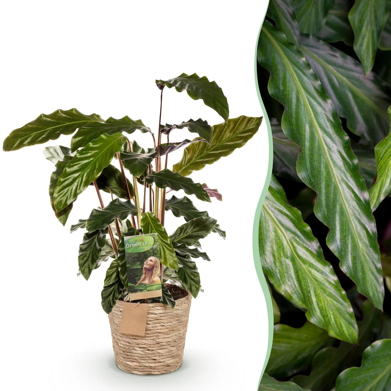 Plant and Stories Calathea Rufibarba plante pot 17cm 55-60cm velours