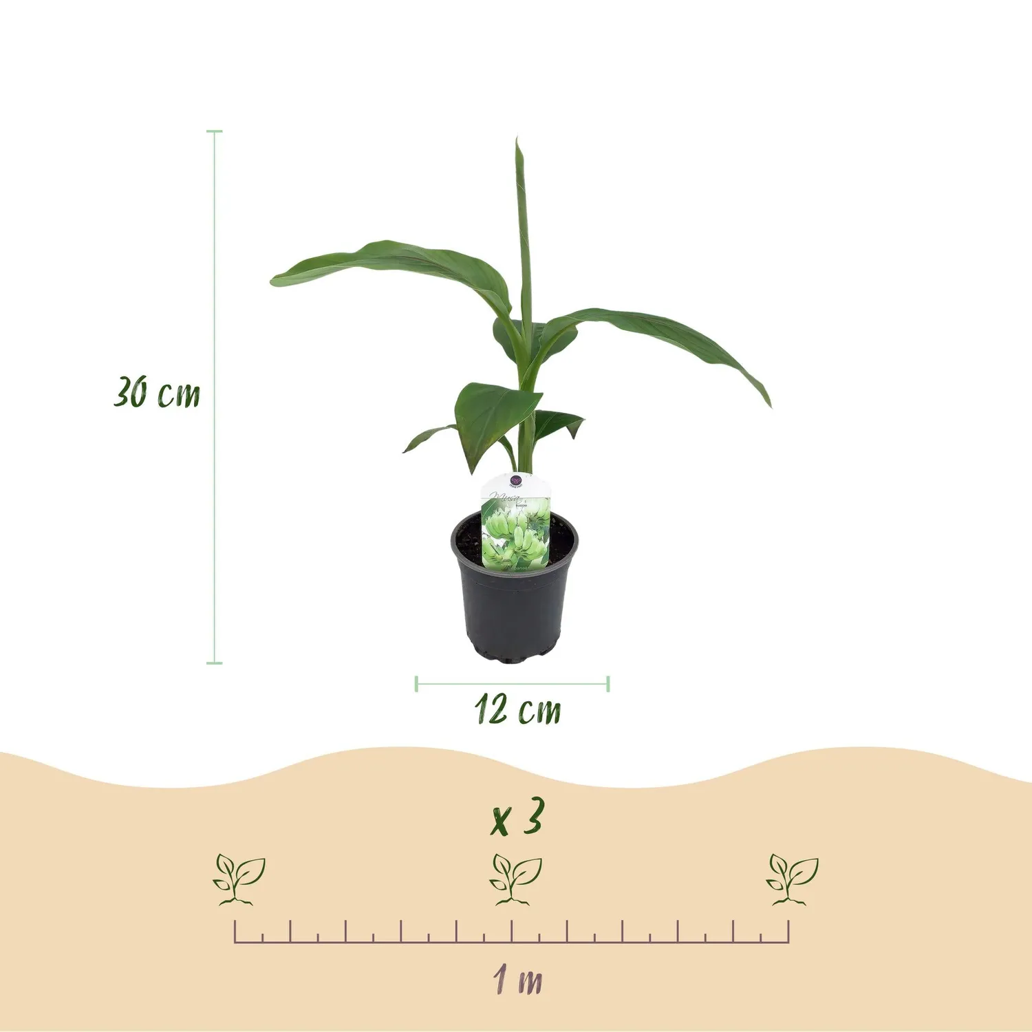 PLANT AND STORIES Bananier rustique Musa basjoo plante pot 12 cm 2 plants rustique
