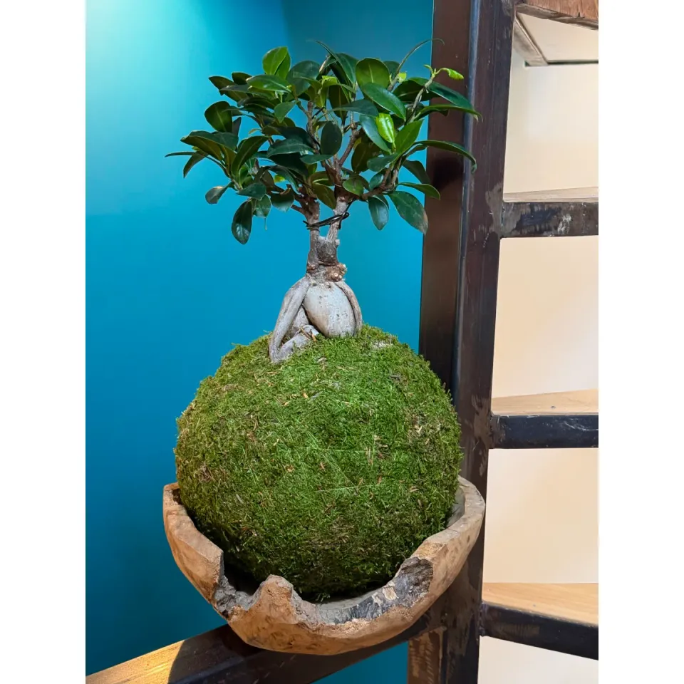 Oh My Green Ficus Ginseng kokedama L lumineux