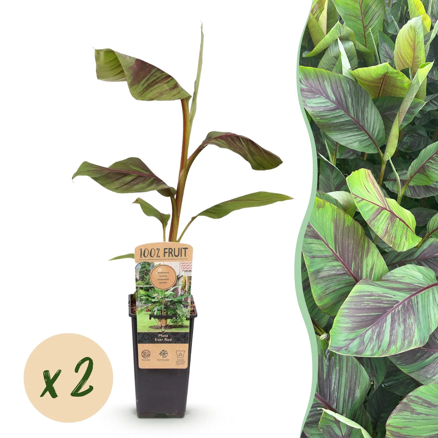 Plant and Stories Ever Red bananier pourpre 2 plants pot 15 cm