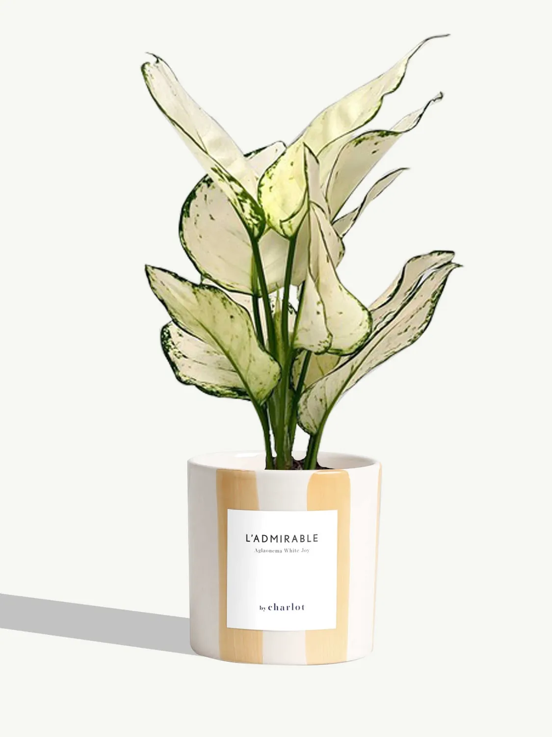 By Charlot L'Admirable plante pot S aglaonema blanc