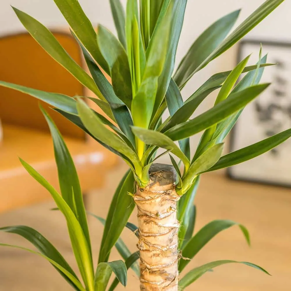 Réconciliation Végétale yucca Louis plante verte D17 H90cm sécheresse