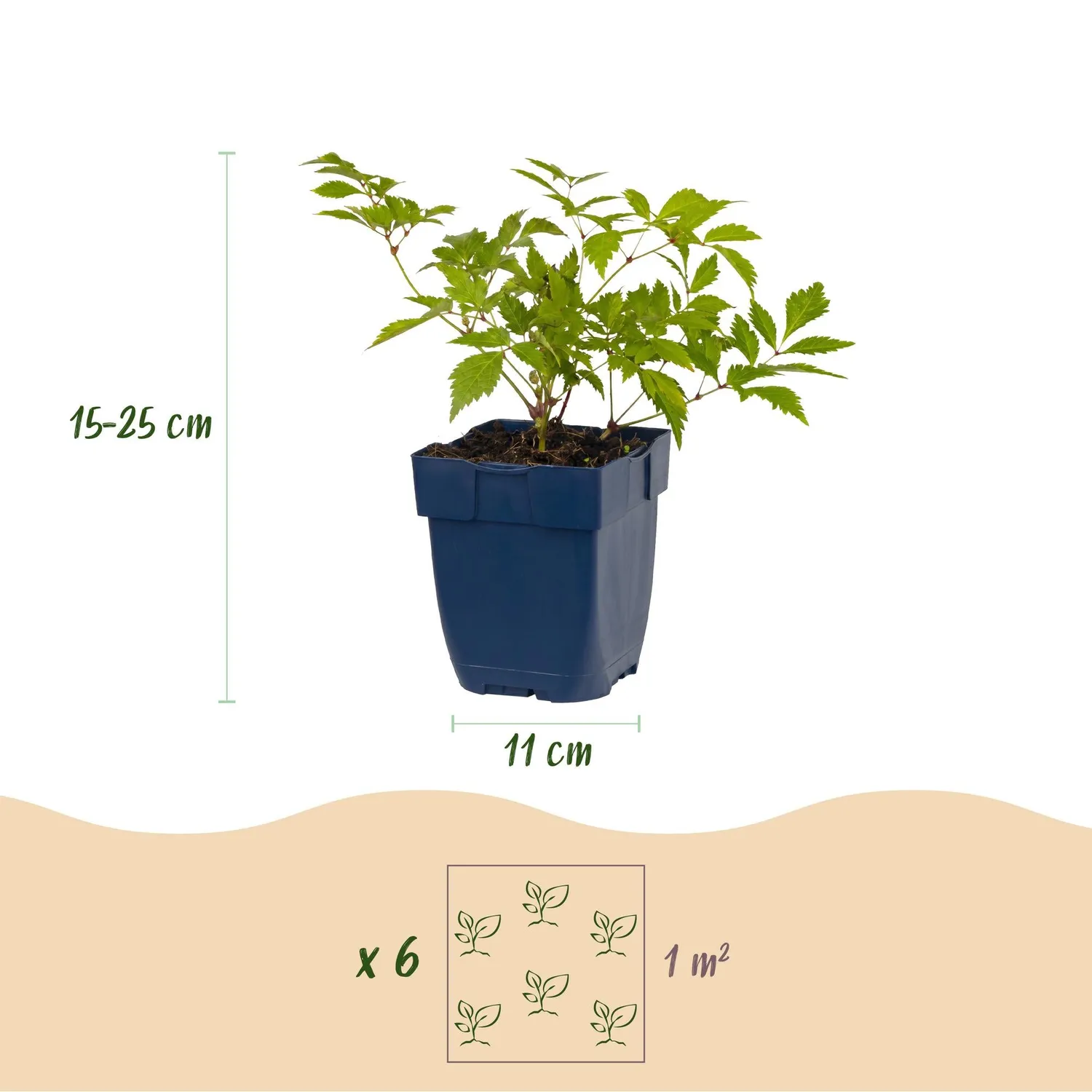Plant and Stories Deutschland astilbe blanc 1 plant pot 11 cm