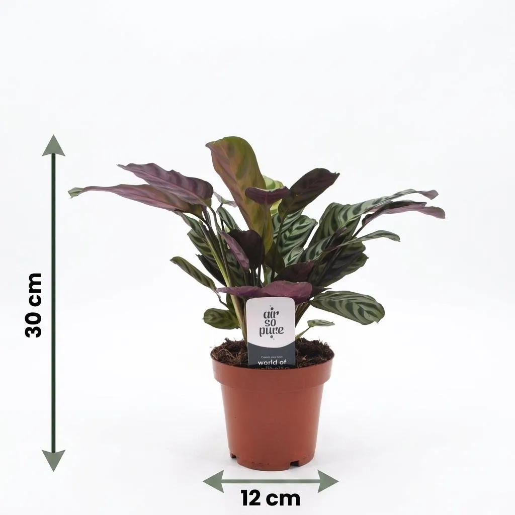Plant and Stories Ctenanthe Burle Marxii plante prière pot 12 cm