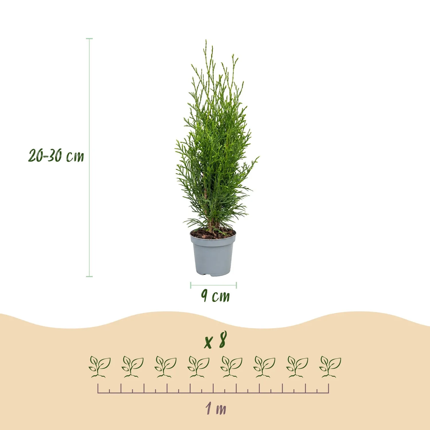 Plant and Stories Thuja Smaragd haie persistante 30 cm lot 8
