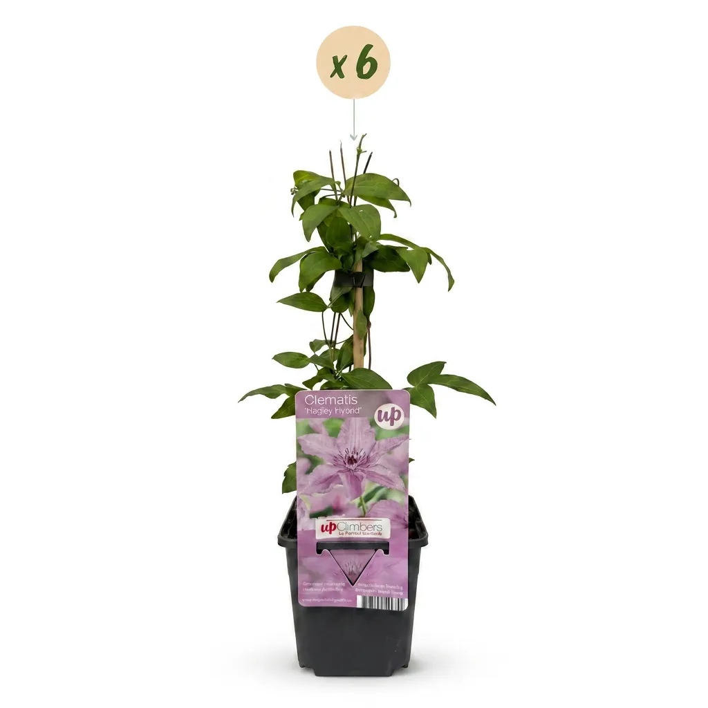 Plant and Stories Clématite Hagley Hybrid grimpante 4 plants rose