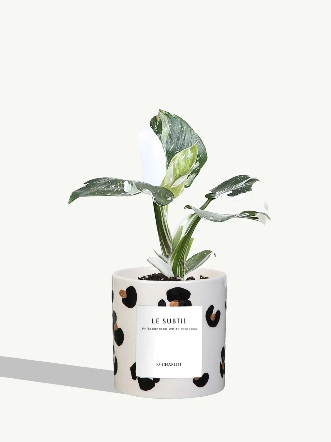 By Charlot Le Subtil Plante Facile Entretien Standard