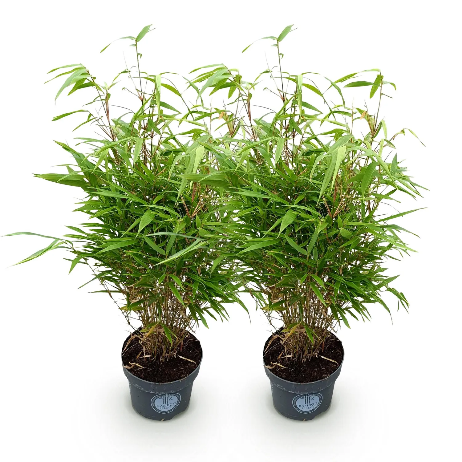 Plant and Stories Fargesia Rufa bambou 80 cm pot 23 cm