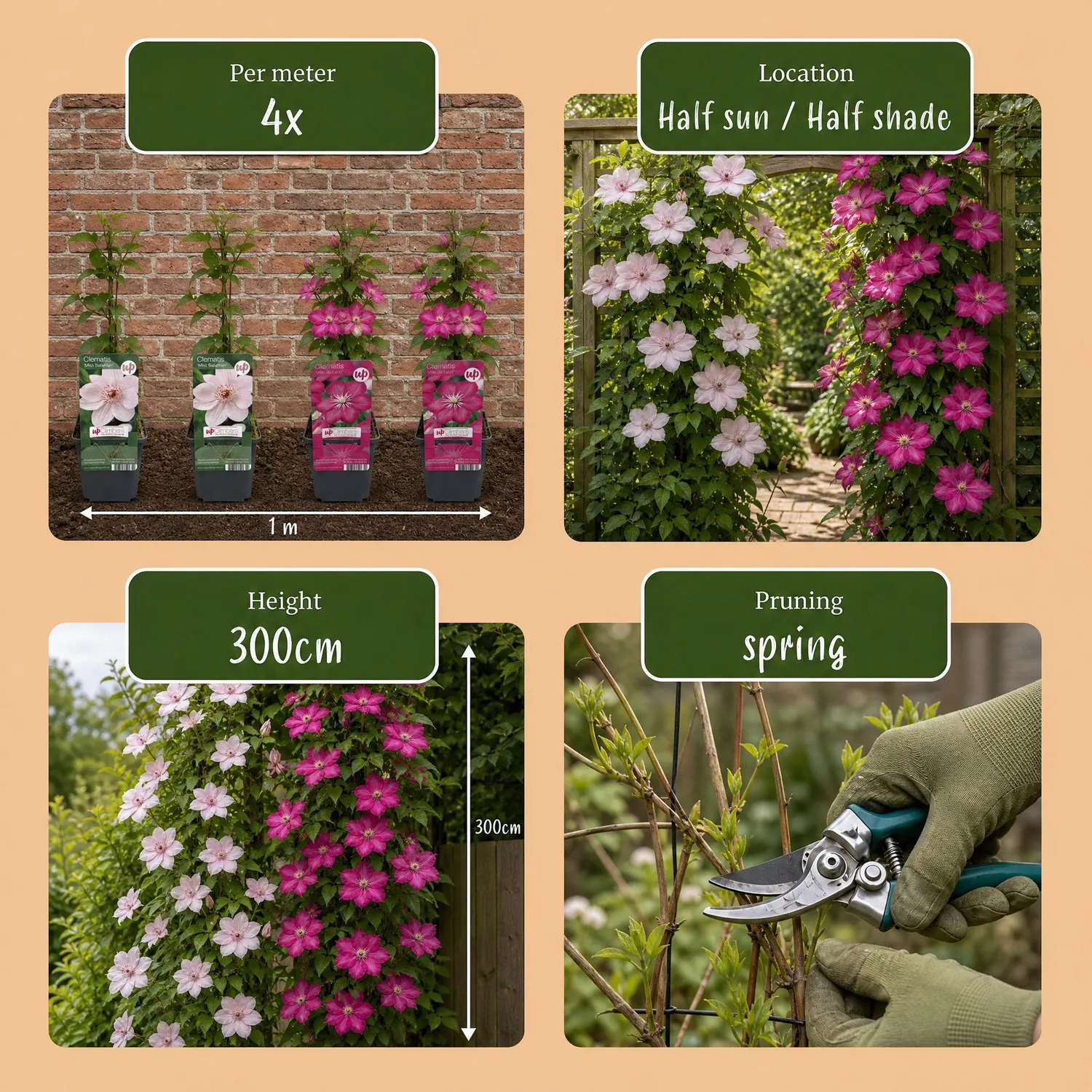 Plant and Stories Clématite Duo grimpantes 2 plants rose