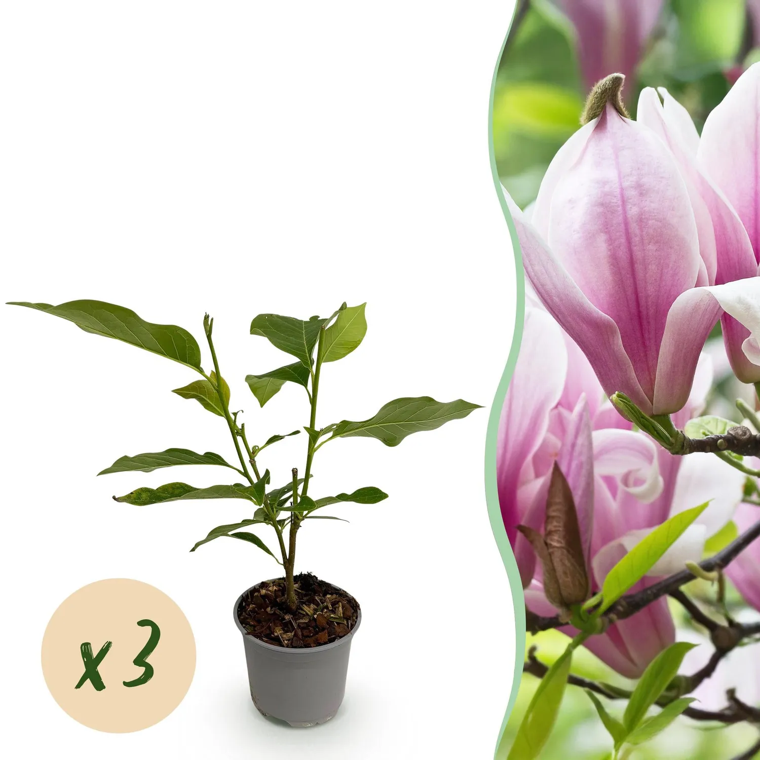PLANT AND STORIES Magnolia George Henry Kern arbuste fleuri 1 plant rose