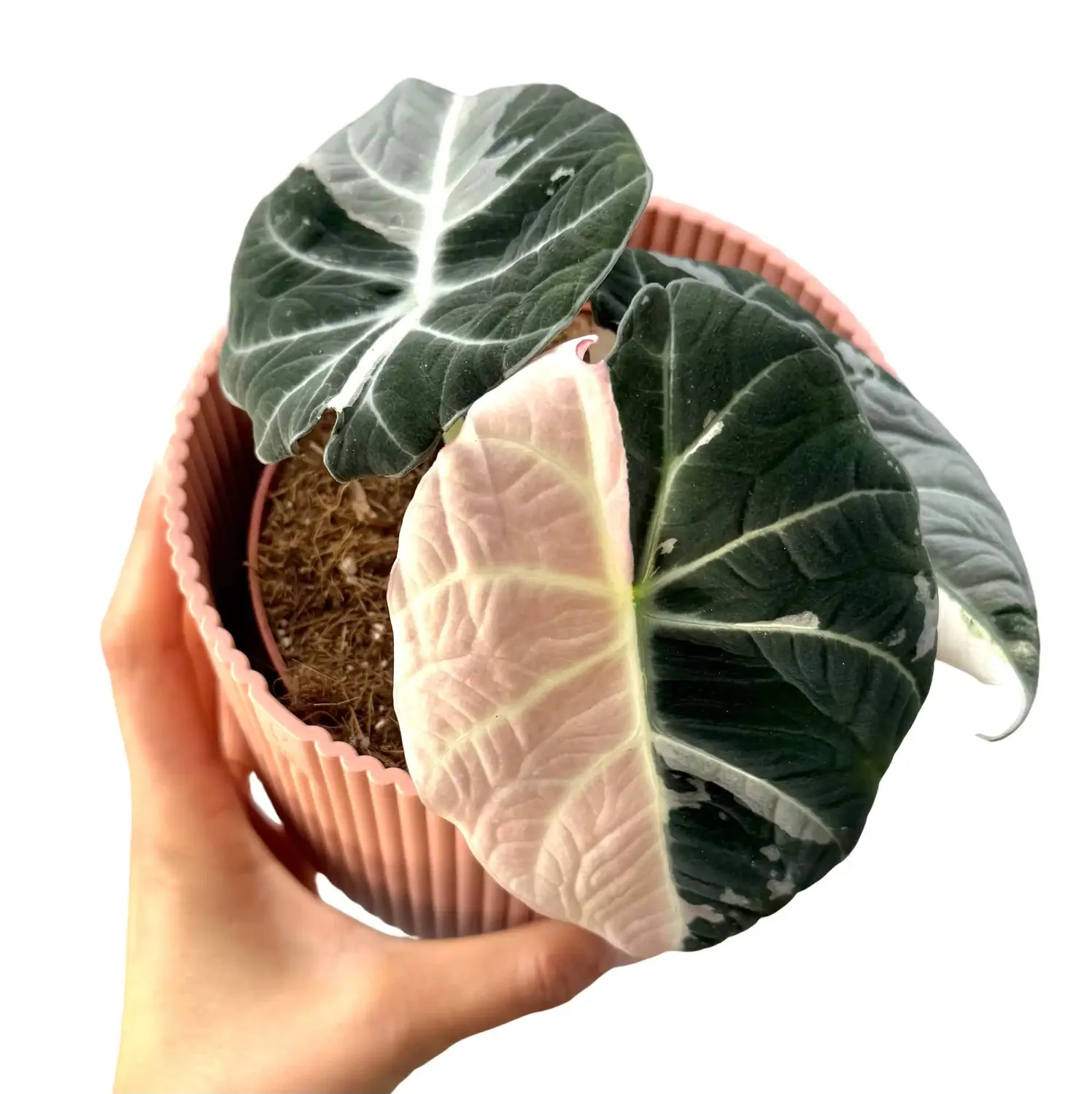 Plant and Stories Black Velvet Pink Variegata alocasia pot 6 cm