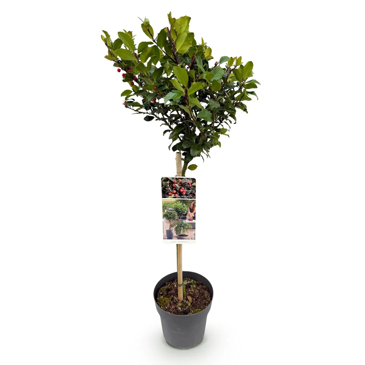 Plant and Stories Houx Blue Maid arbuste 90 cm pot 19 cm